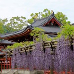 平等院の藤棚