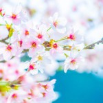 桜の開花