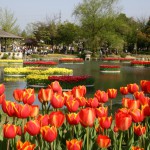 砺波チューリップ公園