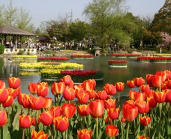 砺波チューリップ公園