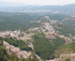 見頃の吉野山桜