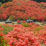 葛城山つつじ