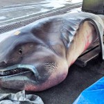 メガマウスザメ