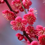 梅の花